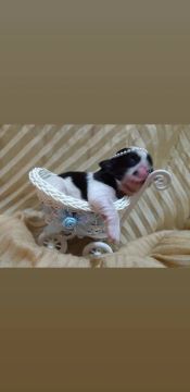 Filhotes de Shih Tzu 