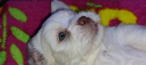 Filhote de ilhasa apso macho 