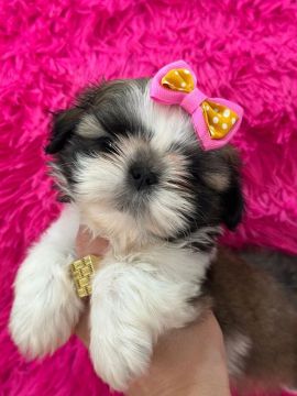 Shih Tzu.  Uma bela menina tricolor disponivel
