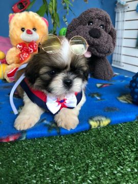 Shih Tzu filhote - Fofo e charmoso!