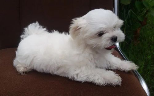 Maltês Mini Branquíssimo Macho - Um Verdadeiro Príncipe Para Seu Lar!