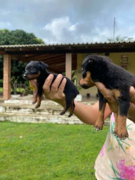 Vendo filhotes de Pinscher Puro N*0