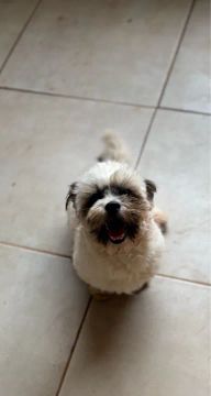 Shih Tzu Fofo Procurando Novo Lar