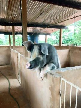 Vendo ou troco Chácara Terenos 
