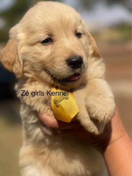Golden Retriever femea 
