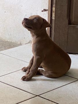 pit monster