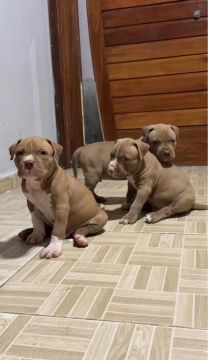 Filhotes de Pitbull