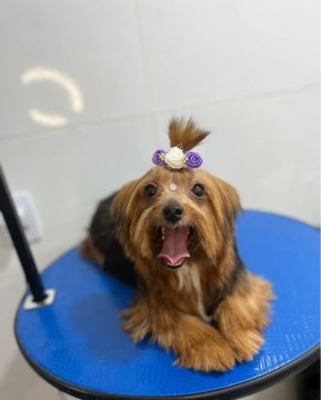 Yorkshire Terrier Fêmea Adorável