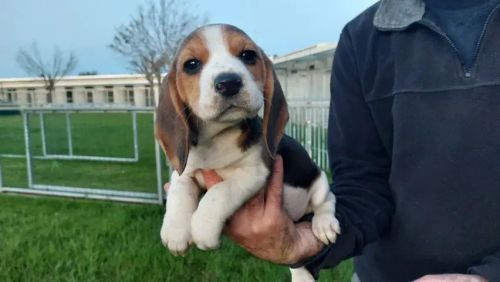 Beagle 