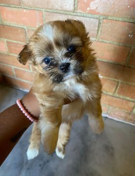 Shih-tzu 