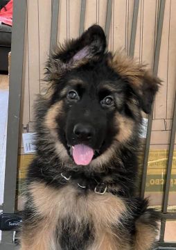 Pastor Alemão O Famosos Cão De Guarda