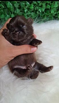 Shihtzu macho 