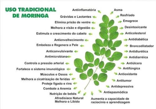 Moringa - Benefícios para saúde e bem-estar