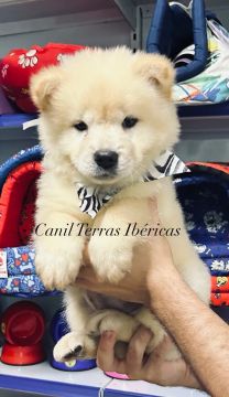 Chow Chow