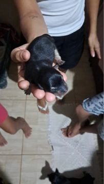 Vendo pincher número 1
