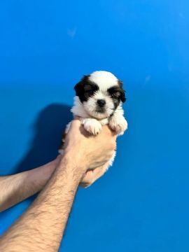 Filhotes de Shih Tzu
