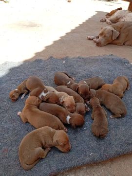 Filhotes de Pitbull