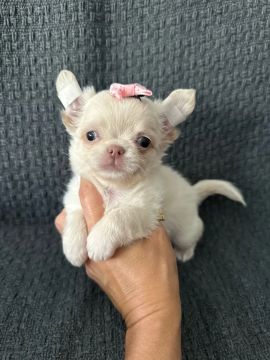 chihuahua fêmea super carinhosa 