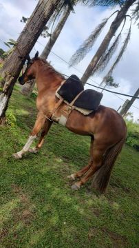 Cavalo Tostado bragado 