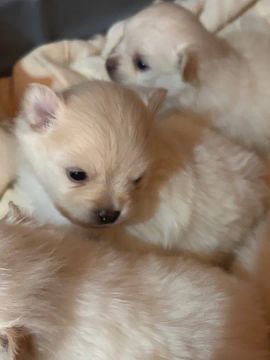 Filhotes spitz alemão 