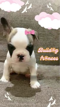 Bulldog francês 
