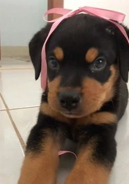 Rottweiler a Venda: Fêmeas
