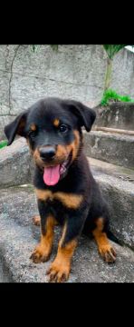 Filhote de Cachorro Rottweiler