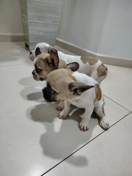 Lindos filhotes de Bulldog Francês