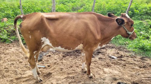 Vacas Leiteiras Mestiças