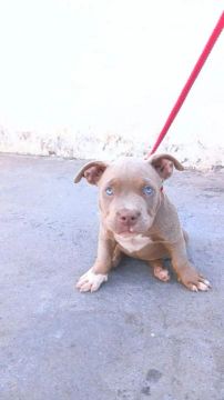 American Bully micro