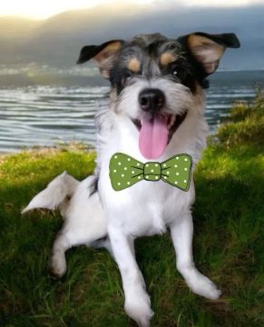 Doação de lindo cachorrinho 