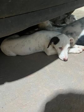 Filhotes de cachorro para adoção