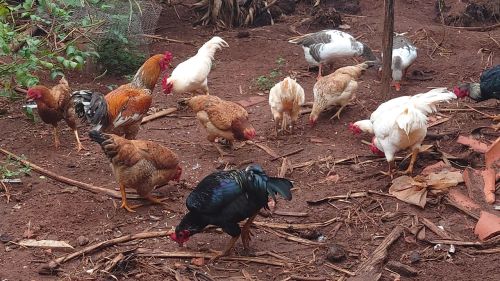 Frangos e galos para venda.