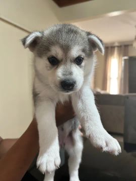 Filhote de Husky Siberiano