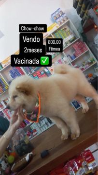 Chow-Chow Fêmea - 2 Meses - Vacina