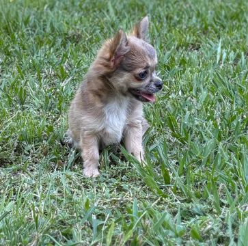 Vendo Chihuahua macho e fêmea 