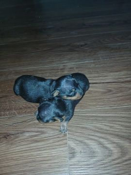  filhotes de Pinscher  0