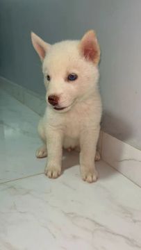 Filhote akita 