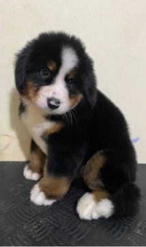 Bernese mountain