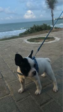 Filhote de Bulldog Francês