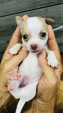 Chihuahua pelo curto porte pequeno 
