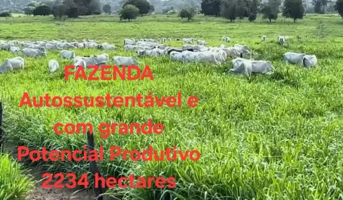 FAZENDA A VENDA abaixo do preço de mercado