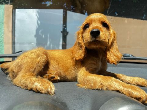 Filhote de Cocker Spaniel Inglês MACHO