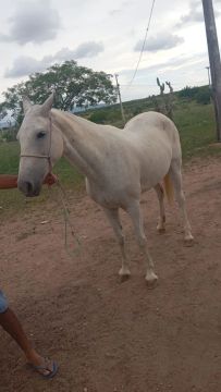 Égua Amojada com Sela Australiano 