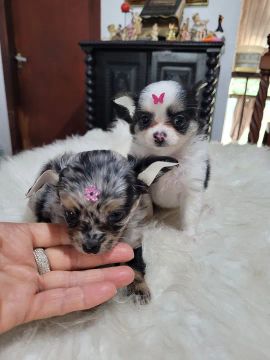 Chihuahua top dos Tops miniaturas reais 