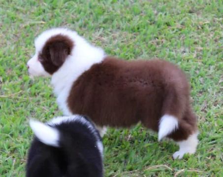 Border Collie Linhagens campeã, e pais importados 