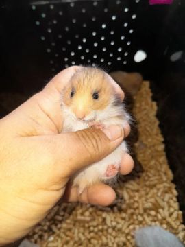 Hamster angorá fofos