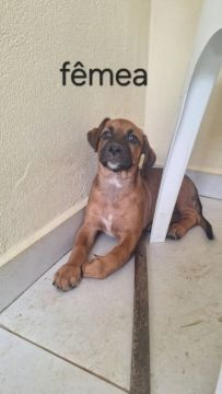 Cachorrinhas pra adoção responsável 