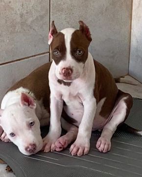 PITBULL FILHOTES RED NOSE VACINADOS-10 X NO CARTÃO 