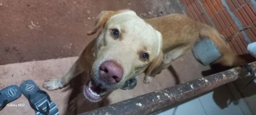 Labrador procuro uma namorada 